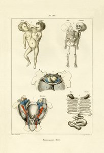 Phénomène